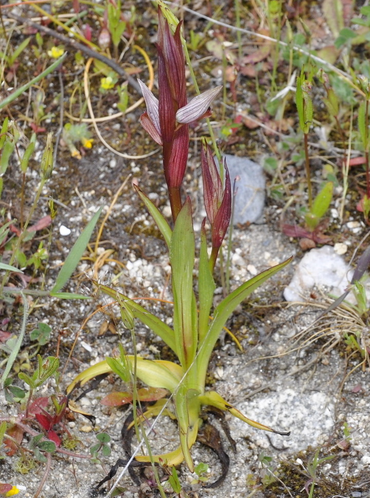 Image of genus Serapias specimen.