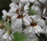 Petasites ochroleucus