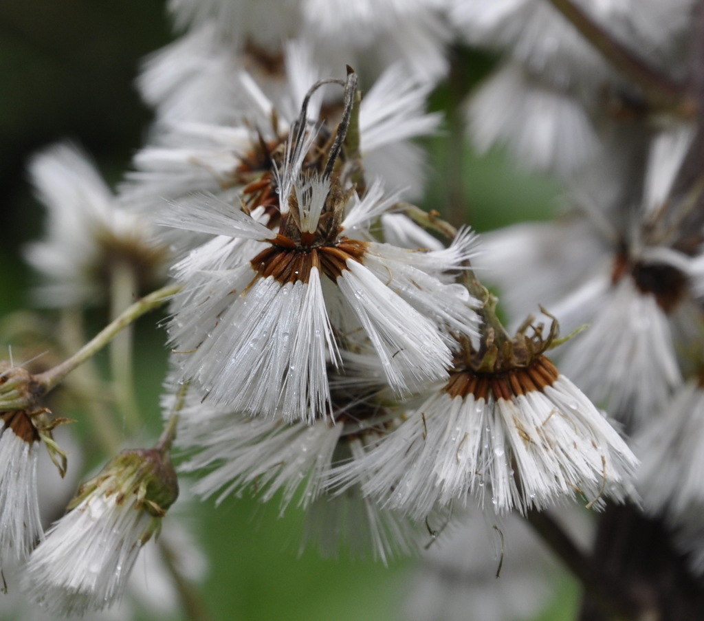 Изображение особи Petasites ochroleucus.