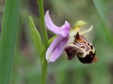 Ophrys oestrifera. Цветок. Греция, п-ов Пелопоннес, окр. г. Катаколо. 21.04.2014.