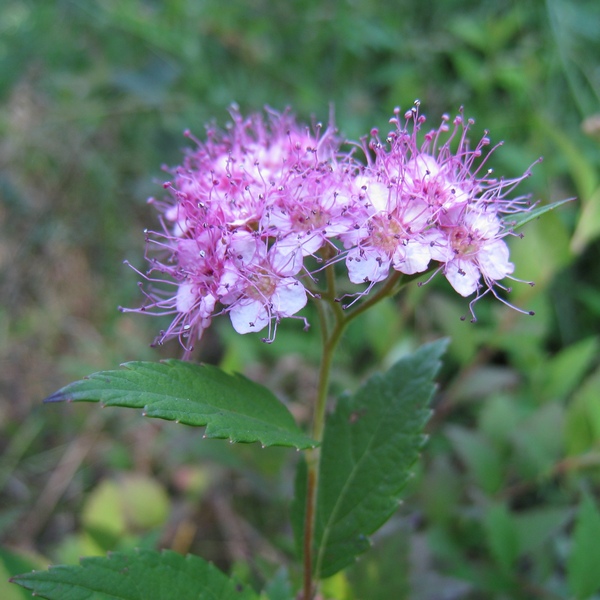 Изображение особи Spiraea japonica.