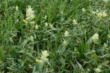 Rhinanthus alectorolophus. Цветущие растения. Германия, г. Дюссельдорф, Ботанический сад университета. 28.04.2014.