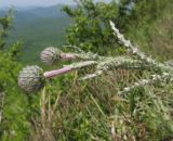 genus Carduus. Верхушка побега с нераскрывшимися соцветиями. Краснодарский край, Абинский р-н, хр. Грузинка, гора Шизе. 10.05.2014.