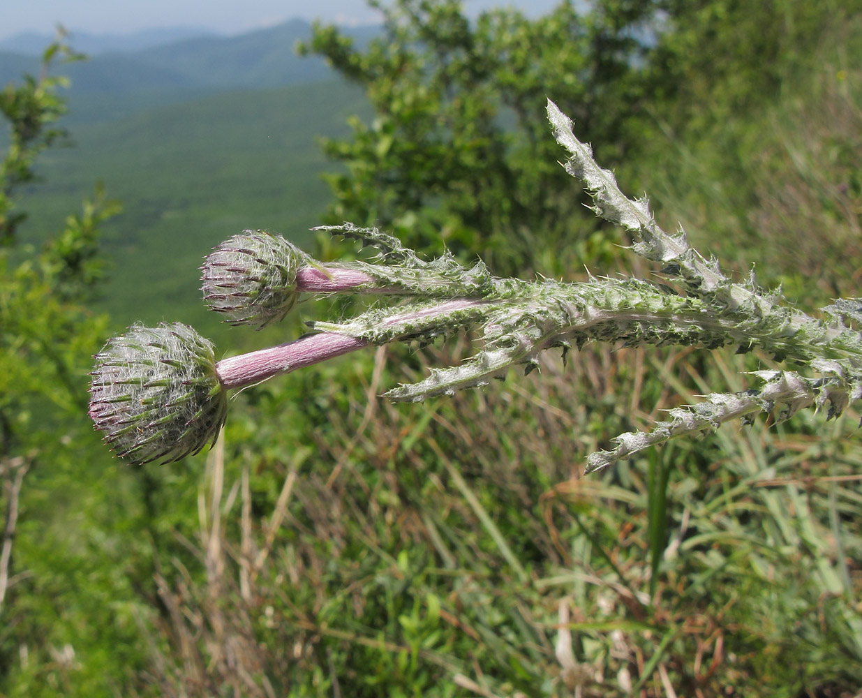 Image of genus Carduus specimen.