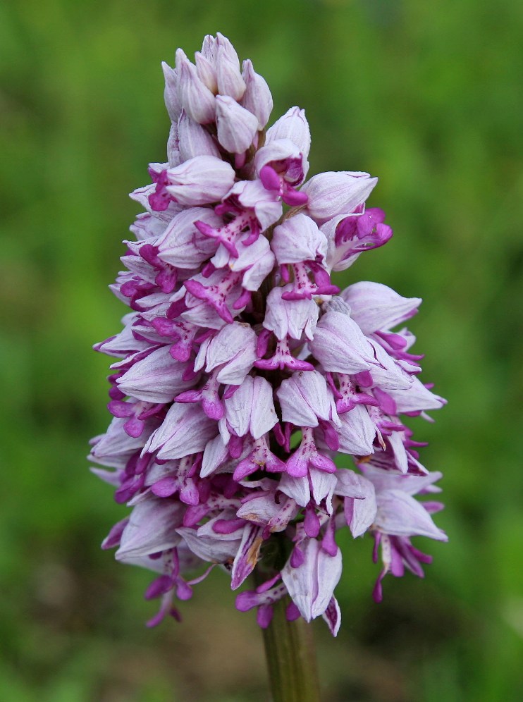 Image of Orchis militaris ssp. stevenii specimen.