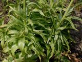 Fritillaria imperialis