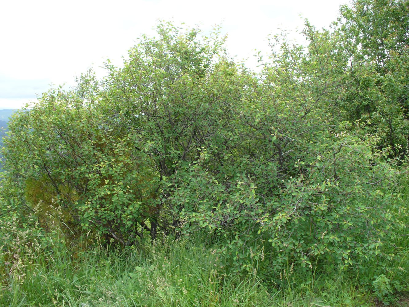 Image of Amelanchier ovalis specimen.