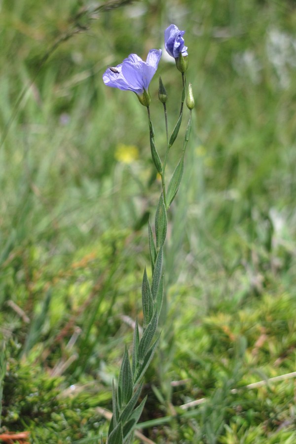 Изображение особи Linum jailicola.