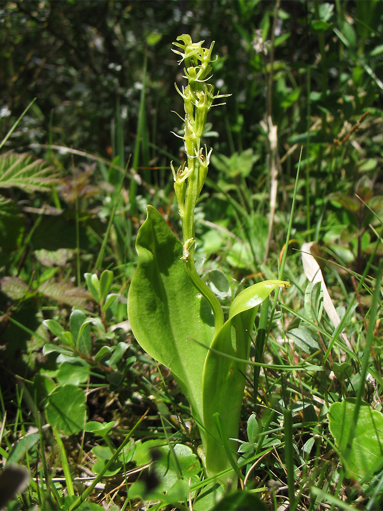 Image of Liparis loeselii specimen.