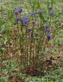 Jasione montana