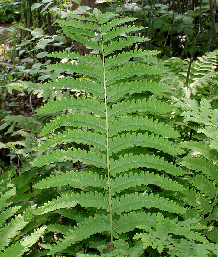 Image of Osmundastrum claytonianum specimen.