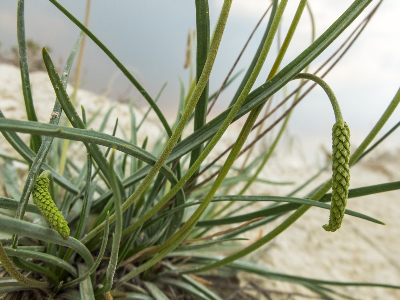 Изображение особи Plantago salsa.