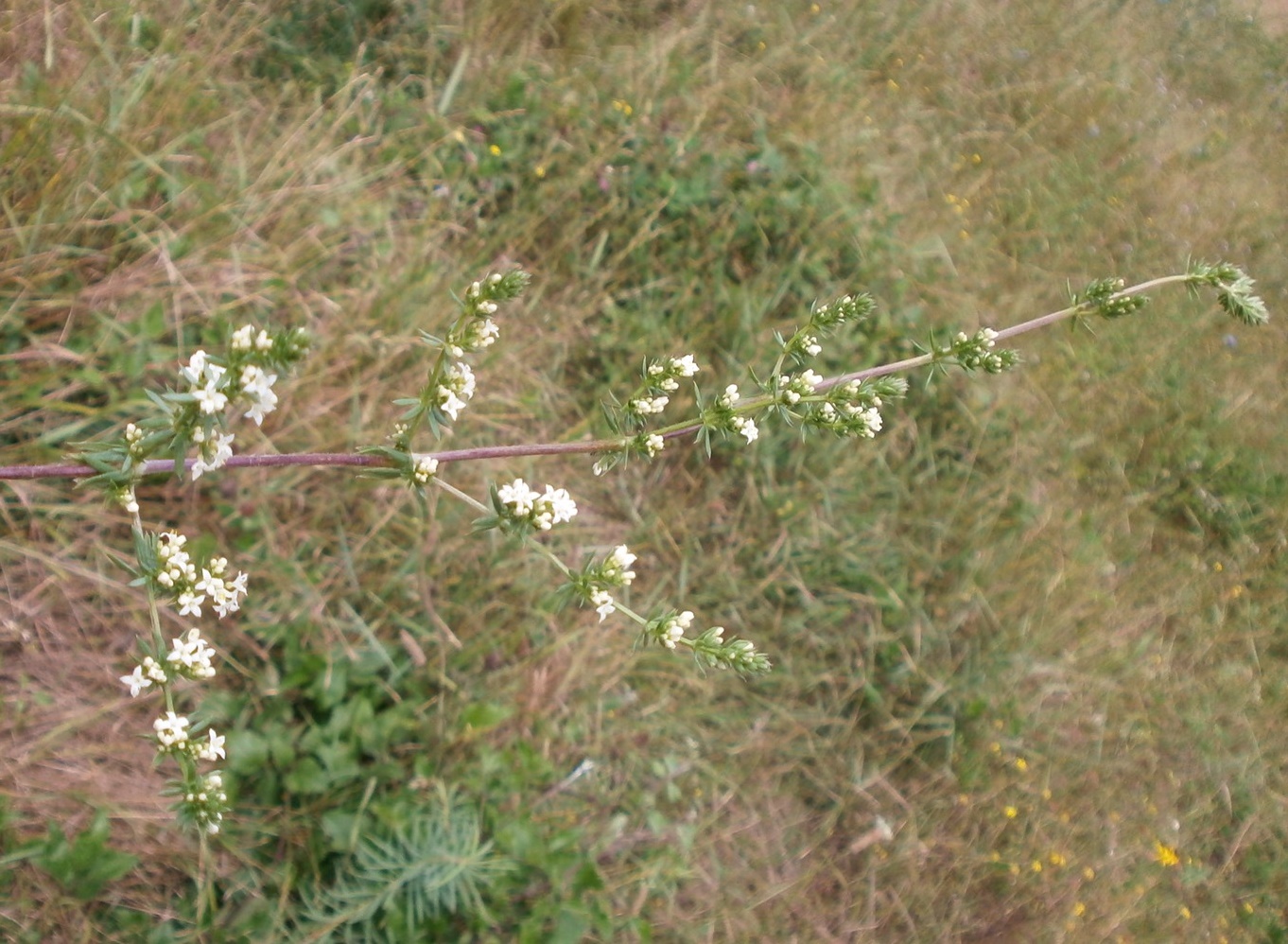 Изображение особи Galium humifusum.