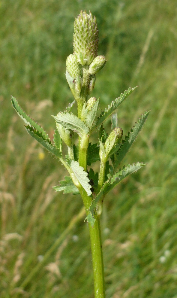 Image of Sanguisorba officinalis specimen.