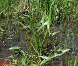 Sagittaria sagittifolia