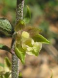 Epipactis microphylla