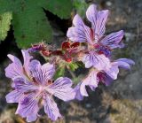 Geranium renardii. Соцветие. Германия, г. Дюссельдорф, Ботанический сад университета. 03.06.2014.