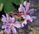 Geranium renardii