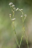 Gypsophila glomerata. Верхушка растения с соцветиями. Ростовская обл., Мясниковский р-н, окр. хут. Недвиговка, ур. Каменная балка. 21.06.2014.