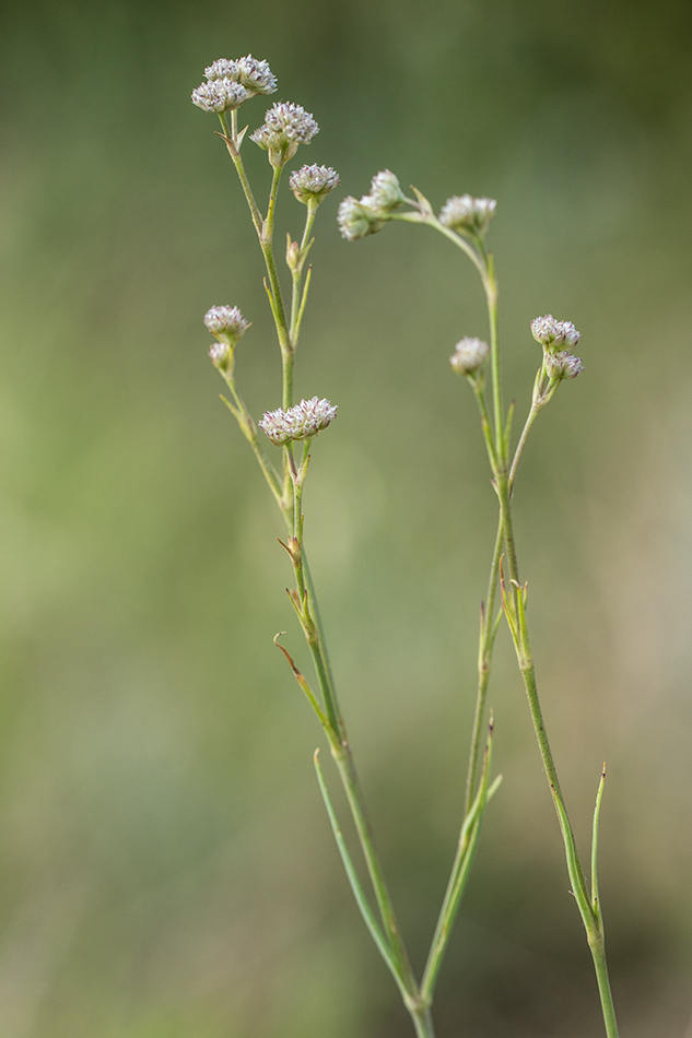 Изображение особи Gypsophila glomerata.