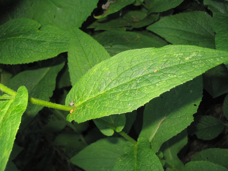 Изображение особи Doronicum austriacum.