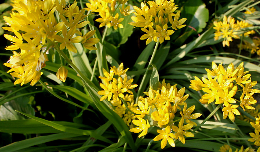 Image of Allium moly specimen.