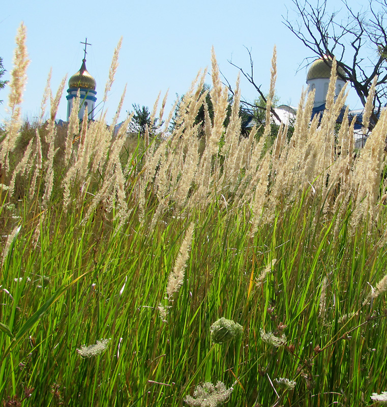 Изображение особи Calamagrostis epigeios.