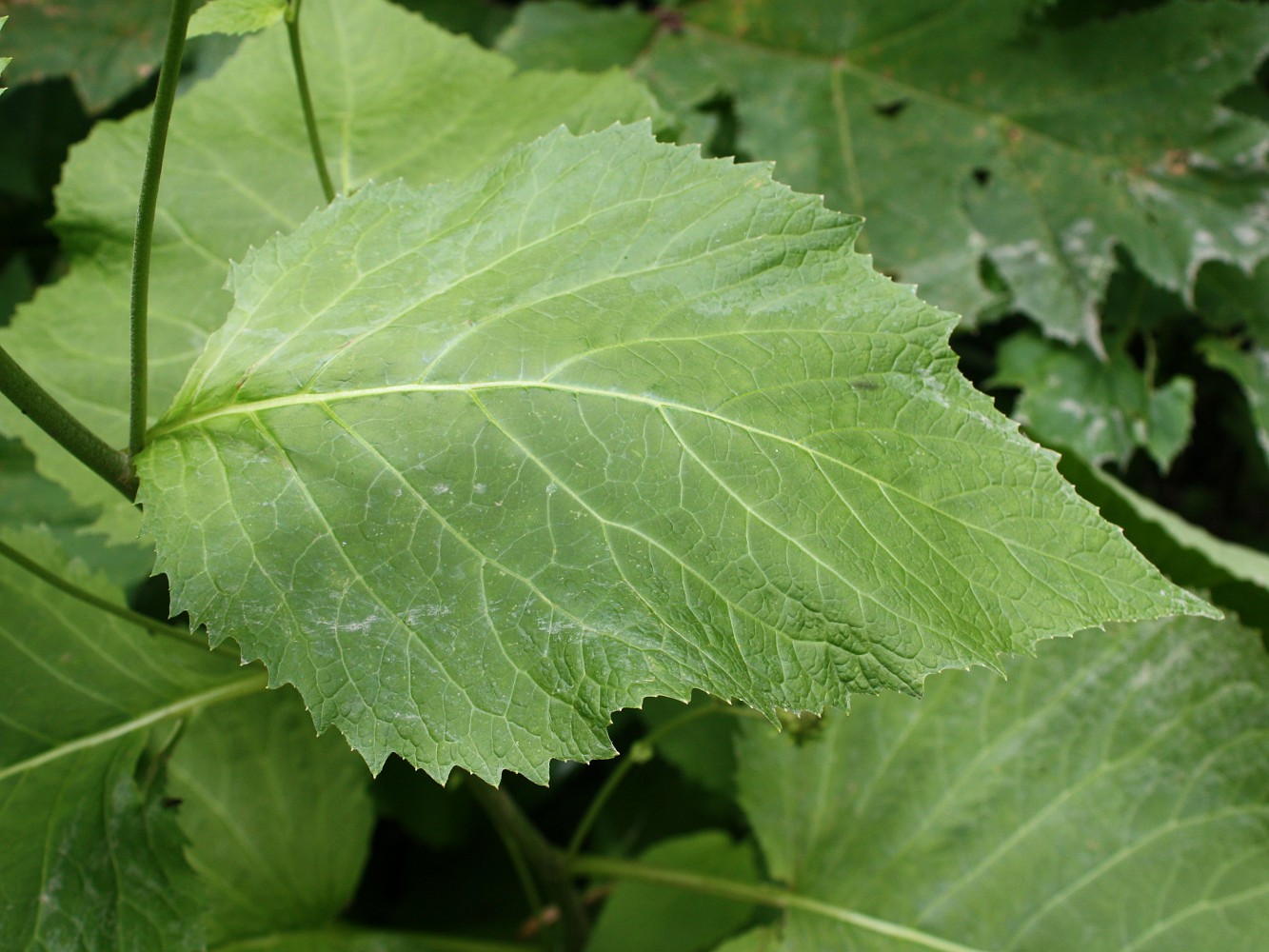 Image of Telekia speciosa specimen.