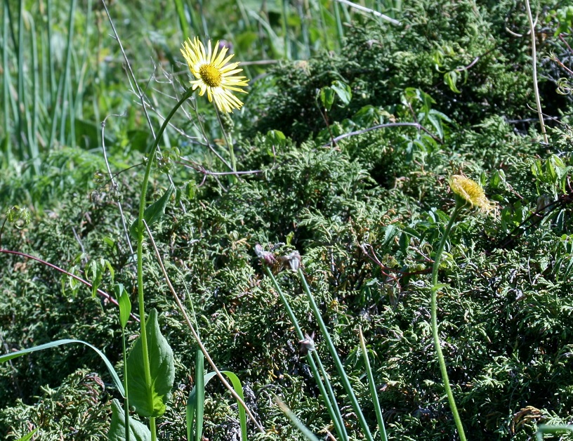 Image of Doronicum turkestanicum specimen.