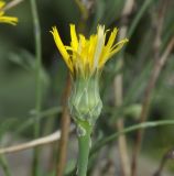 Reichardia picroides. Соцветие. Греция, Халкидики, с. Никити (Νικήτη). 27.09.2014.