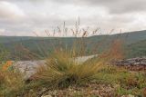 Festuca ovina