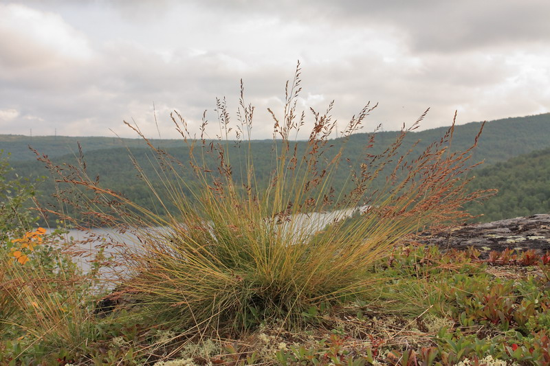 Image of Festuca ovina specimen.