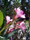 Nerium oleander