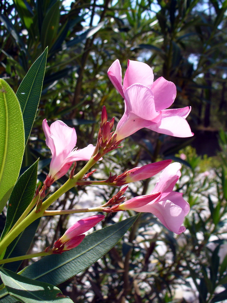 Изображение особи Nerium oleander.