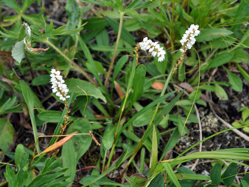 Image of Bistorta vivipara specimen.