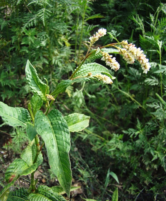 Изображение особи Persicaria lapathifolia.