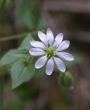 Myosoton aquaticum