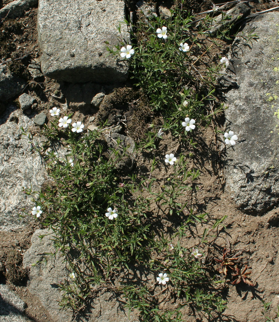 Изображение особи Gypsophila sericea.