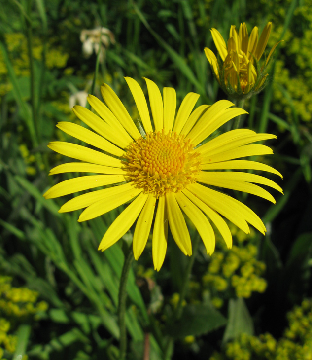 Image of Doronicum carpaticum specimen.