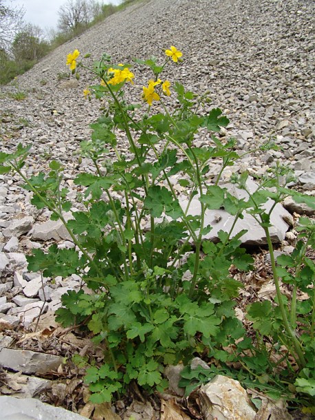 Изображение особи Chelidonium majus.