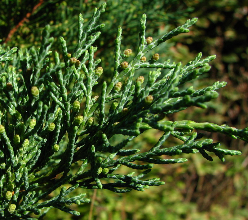 Image of Juniperus sargentii specimen.