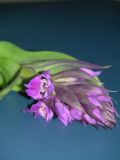 Dactylorhiza aristata
