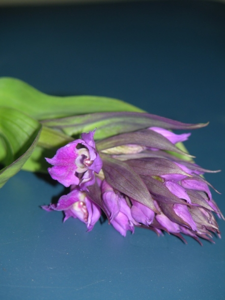 Image of Dactylorhiza aristata specimen.