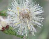 Symphyotrichum subulatum