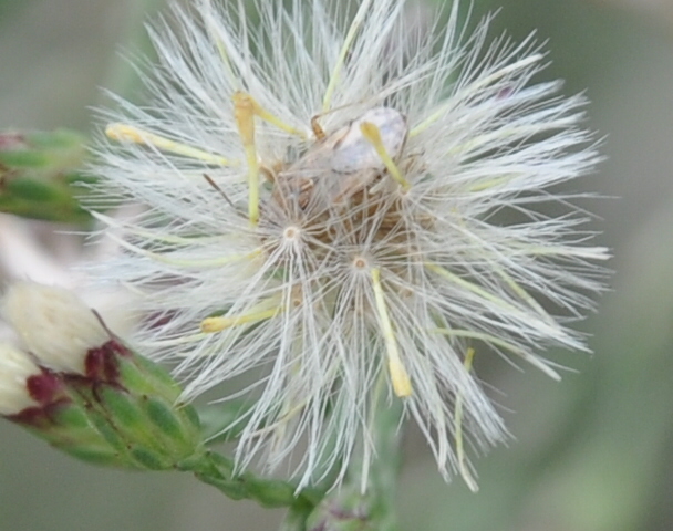 Image of Symphyotrichum subulatum specimen.