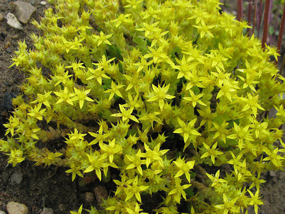 Image of Sedum acre specimen.