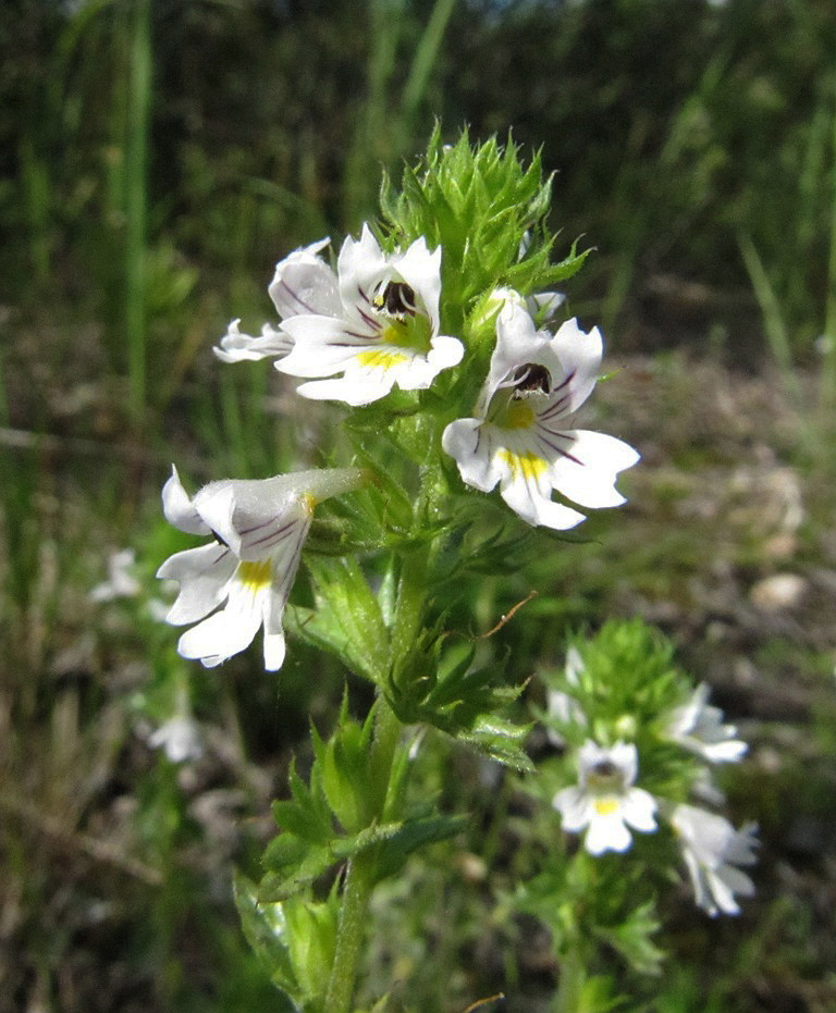 Изображение особи род Euphrasia.