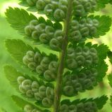 Dryopteris filix-mas