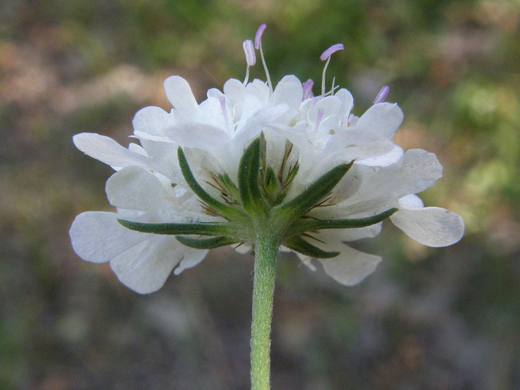 Изображение особи Scabiosa praemontana.