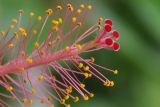 Hibiscus rosa-sinensis